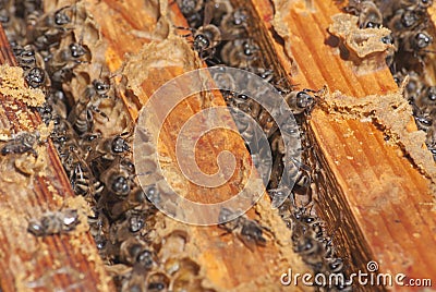 A family of bees gather and carry honey in waxen honeycombs. The bee swarm looks out of the framework of the hive Stock Photo