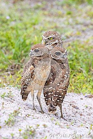 Burrowing Owls Family Stock Photo