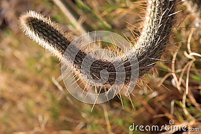 Family Cactaceae Stock Photo