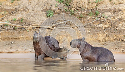 Family of Capybaras on a river bank Stock Photo