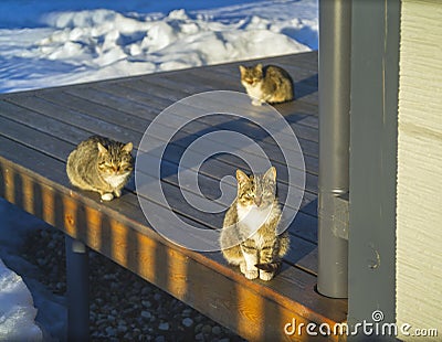 Family of cats Stock Photo