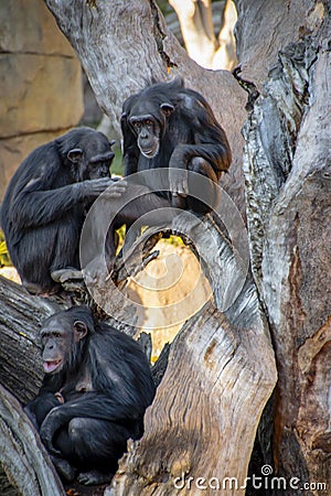 Family of chimpanzees resting on a tree Stock Photo