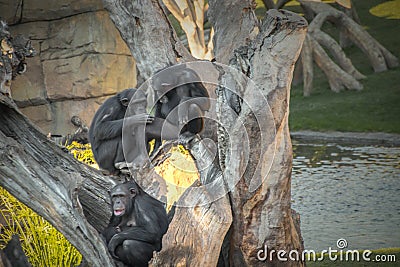 Family of chimpanzees resting on a tree Stock Photo