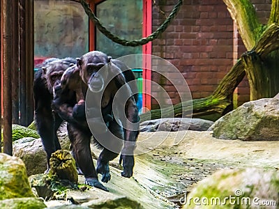 Family of chimpanzees walking towards the camera, mother holding her baby, monkeys with alopecia areata Stock Photo