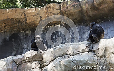 The family of chimpanzees in the wild. Stock Photo