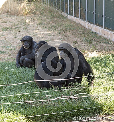 Family of chimps sitting on some green grass , relatives Stock Photo