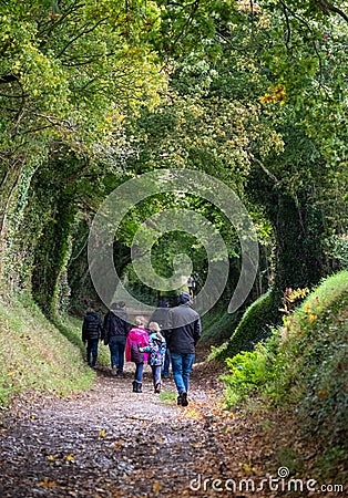 Family walks in the Halnaker tree tunnel in West Sussex UK photographed in autumn with sunlight shining through the branches. Editorial Stock Photo