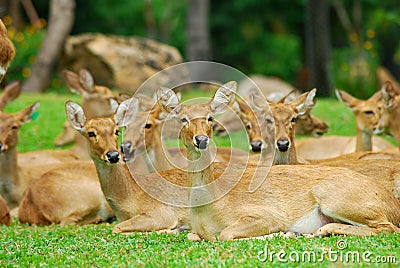 Family deer Stock Photo