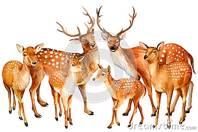 Family of deer, isolated on white background, forest animal. Watercolor illustration Cartoon Illustration