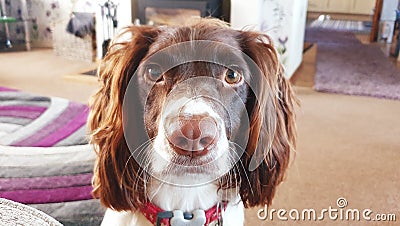 Family dog indoors hearing help trained Stock Photo