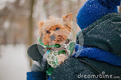 A girl walking a dog on a leash in a park in the winter in the snow. care for a dog in the cold season. Stock Photo