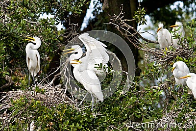 Family drama. Great egret dirds Stock Photo