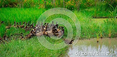 Family duck Stock Photo