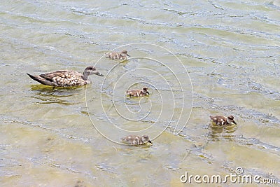 Family duck in Lapataia River, Tierra del Fuego National Park Stock Photo