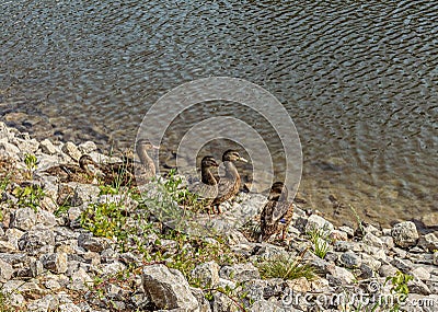 Family duck over the pond Stock Photo
