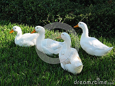 Family of Ducks Stock Photo