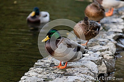 A family of ducks, geese swims in a water channel, river, lake. Lots of reeds and water lilies. Stock Photo