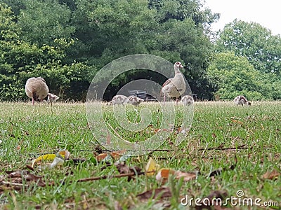 Family ducks Stock Photo