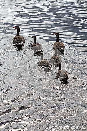 Family ducks Stock Photo