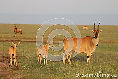 Family of elands with babies in the african savannah. Stock Photo