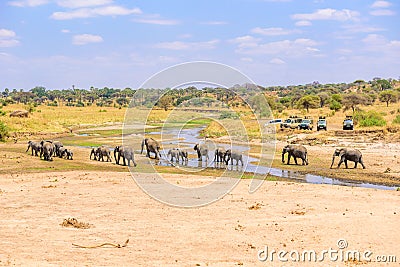 Family of elephants and lions at waterhole in Tarangire national park, Tanzania - Safari in Africa Stock Photo