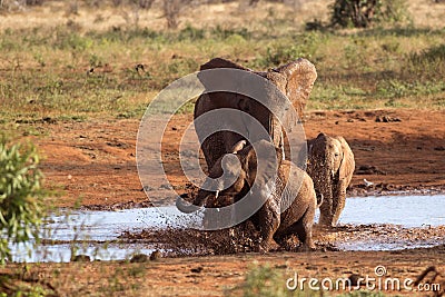 Family of elephants playing in the red mud Stock Photo