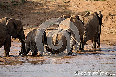 Family of elephants in Samburu crosses river Stock Photo