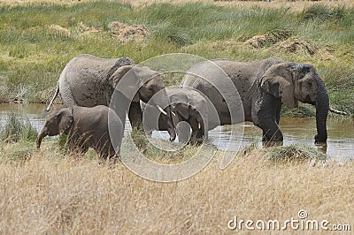 A family of elephants seeks refreshment in the river Stock Photo
