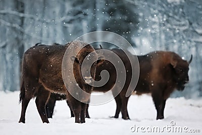 Family of European bison in a snowy forest. Natural winter image. Stock Photo