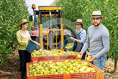 Family of farmers harvests apples on their plantation Stock Photo