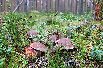 Family of five white pine forest mushrooms Stock Photo