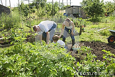 Family Gardening Together In Community Garden Stock Photo