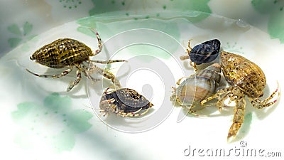 Family gathered little hermit crabs Stock Photo