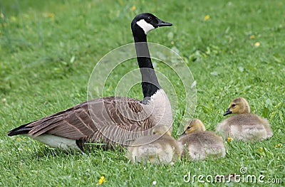Family of Geese Stock Photo