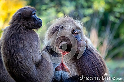 Family of gelada baboons Theropithecus gelada Stock Photo