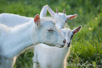 Family goats on a green meadow. Herd of goats Stock Photo
