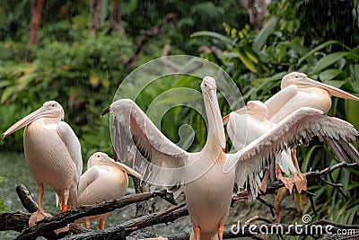 The family of Great white pelicans sitting on the tree on a rainy day Editorial Stock Photo