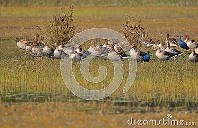 Family of grey leg goose bird natural Stock Photo