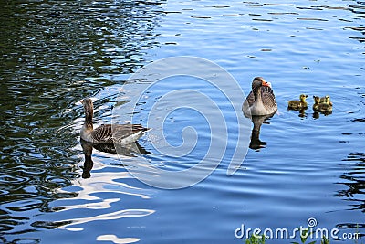 A family of greylag geese, Anser anser, with three chicks floating across a clear blue lake Stock Photo