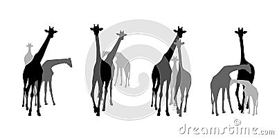 Family group of black and grey giraffes silhouettes. Vector Illustration