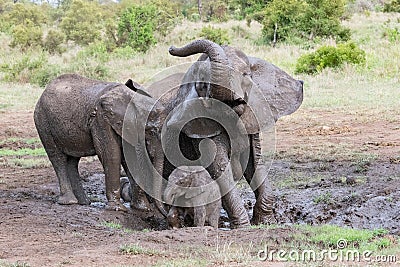 Family of muddy African elephants playing Stock Photo