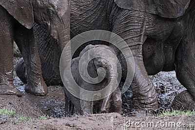 family group of muddy African elephants Stock Photo