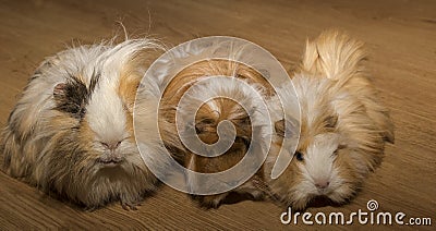 Three guinea pigs of Peruvian varieties. Stock Photo