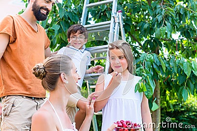 Family harvesting cherries in garden Stock Photo