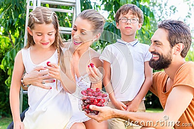 Family harvesting and eating cherries in garden Stock Photo