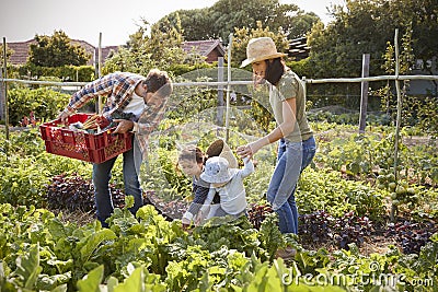 Family Harvesting Produce From Allotment Together Stock Photo