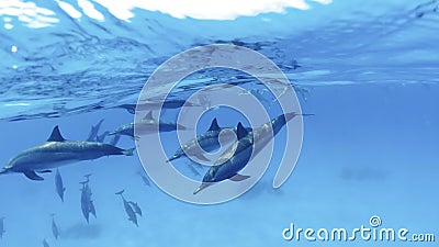 Family, a herd of dolphins on the high seas next to an anchored yacht Stock Photo