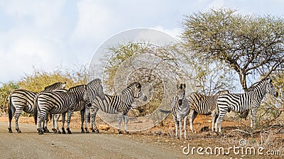 Family herd of zebra standing together in a road in Kruger National Park, South Africa Stock Photo