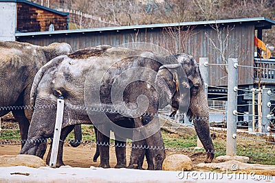 Family Of Indian Elephants At The Prague Zoo. Elephant and baby elephant are walking on the grass. Prague Zoo. Indian elephant in Stock Photo