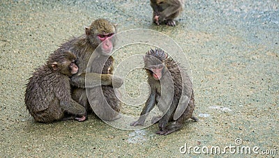 Family of Japanese Macaques huddling together. Stock Photo